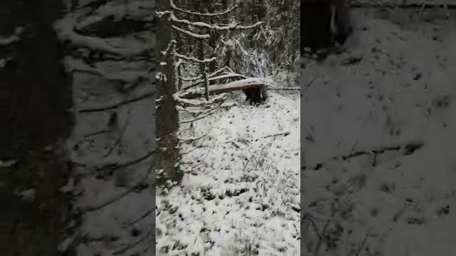 Охота на куницу.mp4