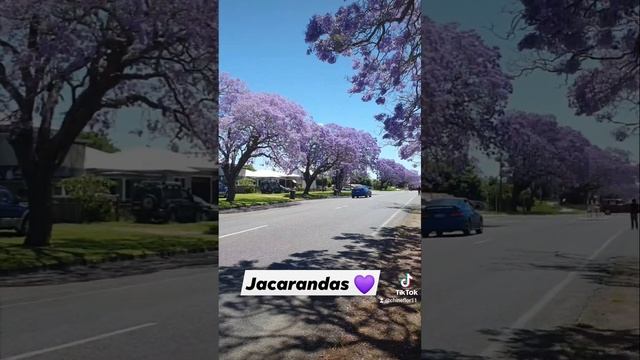Jacarandas in Grafton NSW Australia #shorts смотреть онлайн