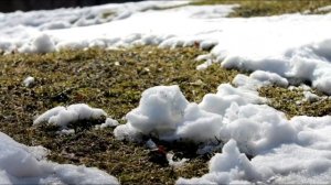 Почвы России. О чём молчат ученые