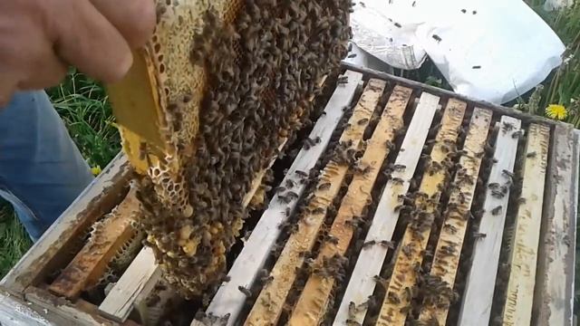 Рапс смотреть онлайн