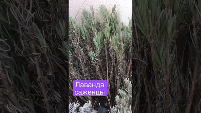 Саженцы лаванды смотреть онлайн