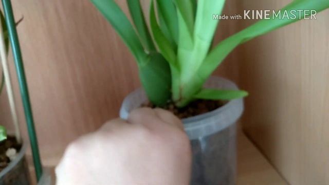 Мой новый стеллаж для орхидей ( своими руками)!!! смотреть онлайн