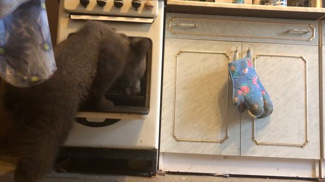 Медвежонок Том. Домашний бурый медведь (10.01.2019 Том) смотреть онлайн