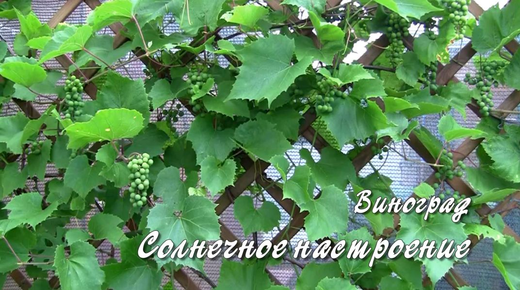 Солнечное настроение. Виноград. Дачные картинки 2022 смотреть онлайн