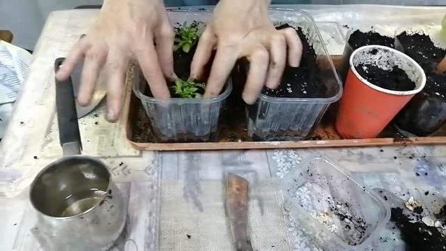 Алиссум ампельный. Рассада из черенков. Выращивание и пересадка. Апрель 2022 смотреть онлайн