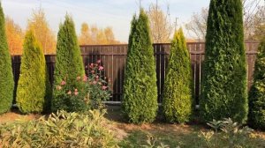 Стройные и красивые!Обрезка туи Еллоу Рибон , Смарагд, Хозери, ели нидиформис. Сорта туи Смарагд?