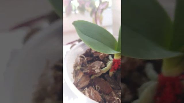 Орхидеи на работе.?? Обработка мини орхидеи Максимом. Предпосылки на фузариоз.