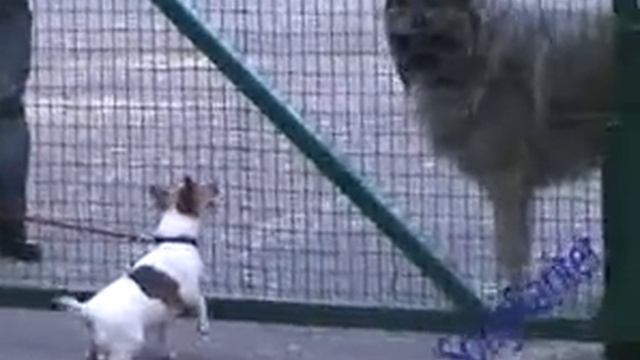 Злая собака смотреть онлайн