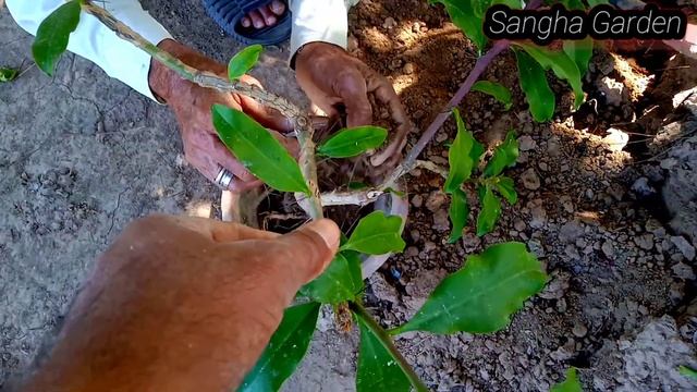 Pereskia Grandifllia cactus plant!! смотреть онлайн