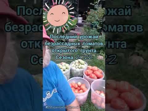 ТОМАТЫ безрассадные ОТКРЫТОГО ГРУНТА Итоги сезона и последний урожай томатов 19 сентября смотреть онлайн