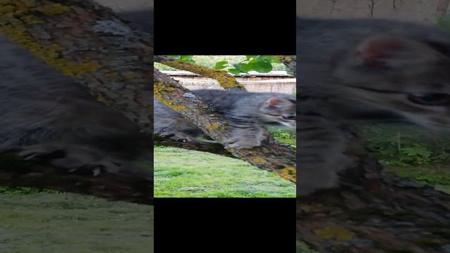 Акробат-эквилибрист