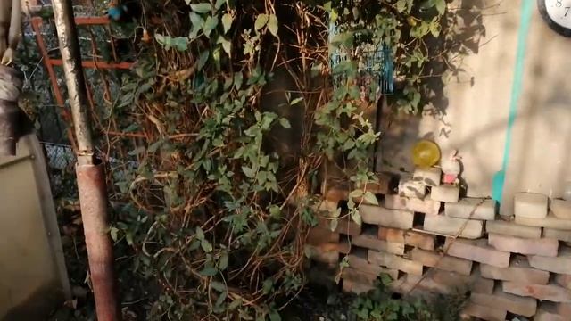 Обзор моего сада двора смотреть онлайн