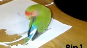 Попугай пытается сделать себе хвост из бумаги/Parrot is trying to make a tail made of paper
