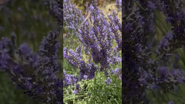 Красивые цветы