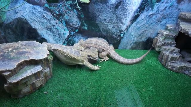 Самцы бородатой агамы дерутся в период гона смотреть онлайн