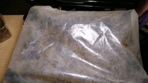 Сеем бархатцы Антигуа и Тайшаны. Всходы через 4 дня.