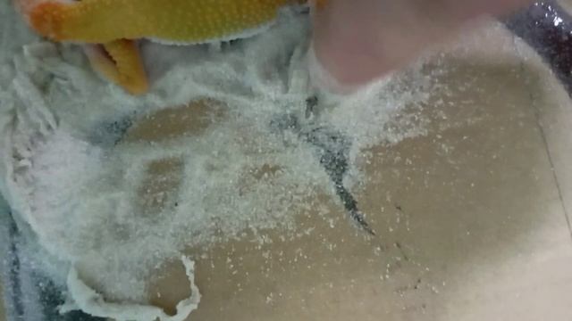 Еще одна жесть. Ставь ?.   Что делать, когда жестко вляпался? Еще один эублефар попал в неприятност