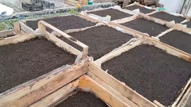 2-ая посадка семян на продажу рассады. Какие сорта и сколько. Ураа!!! 1000 подписчиков??? смотреть онлайн
