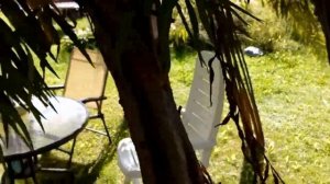 Живая беседка из ивы.