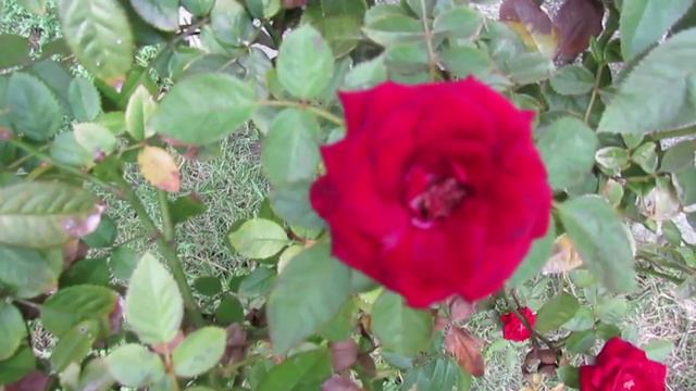 Lindas Flores vermelhas com nomes ❤ red flowers| Jardinagem: begonia Ixora,rosa,dhalia, sunpatiens смотреть онлайн