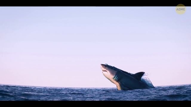 Что, если бы вы встретили настоящего мегалодона смотреть онлайн