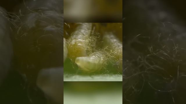 Гусеница как инкубатор и нянька для потомства. Оса-наездник смотреть онлайн