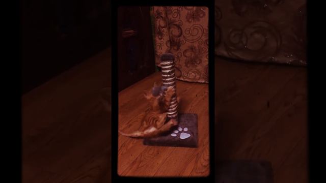 Вот он Тигр)))) Миллион - прошу любить и жаловать;) смотреть онлайн