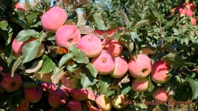 Яблоня средний Орловский Пионер (malus) ? обзор: как сажать, саженцы яблони Орловский Пионер смотреть онлайн