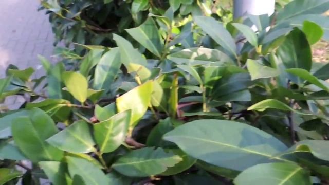 КДВ - Растения - Лавровишня