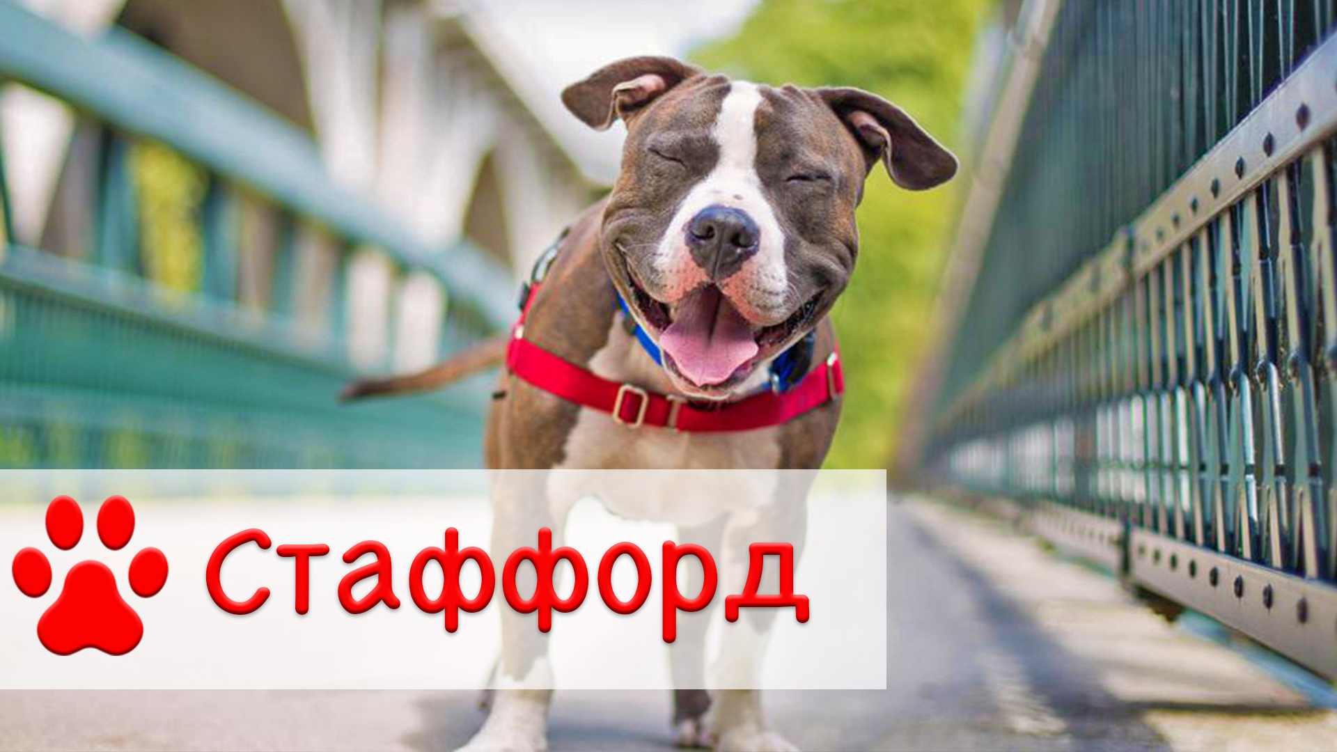 Американский стаффордширский терьер | Собака породы стаффорд смотреть онлайн