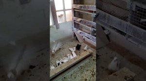 племенной ижевские голуби