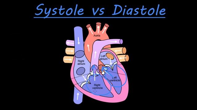 The difference between systole and diastole смотреть онлайн