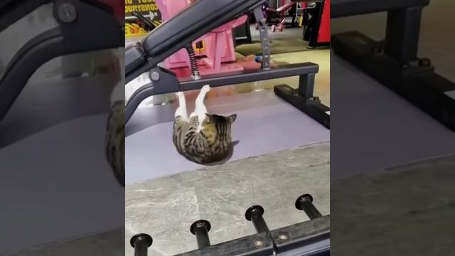 спорт?? смотреть онлайн