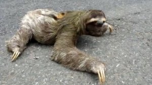 Как ленивец переходит дорогу