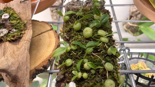 Бульбофиллумы в моей коллекции Bulbophyllum hirundinis, bulbophyllum physometrum смотреть онлайн