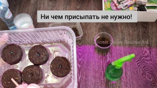 ПЕЛАРГОНИЯ (ГЕРАНЬ) Из СЕМЯН, 5 Легких Способов Прорастить Семена Пеларгонии!