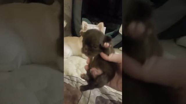 Здоровый сосательный рефлекс у щенка чихуахуа