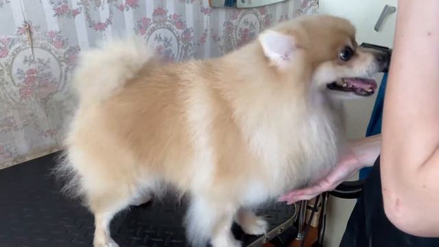 Я очень послушный.... смотреть онлайн