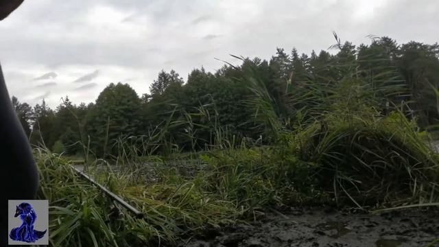 Рыбалка на крупного карася в лесу! проект: Рыбалка по водоёмам Беларуси! смотреть онлайн