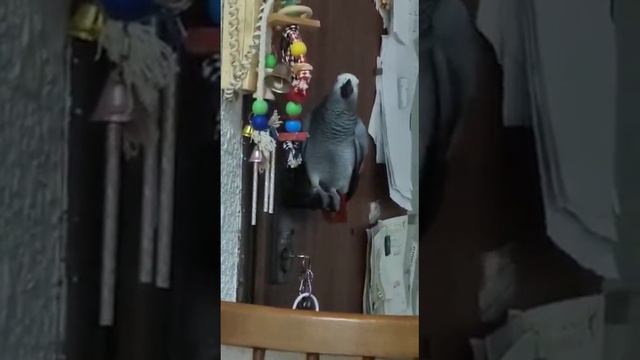 - Кира, ты поела! - Нет! Шо за дела? смотреть онлайн