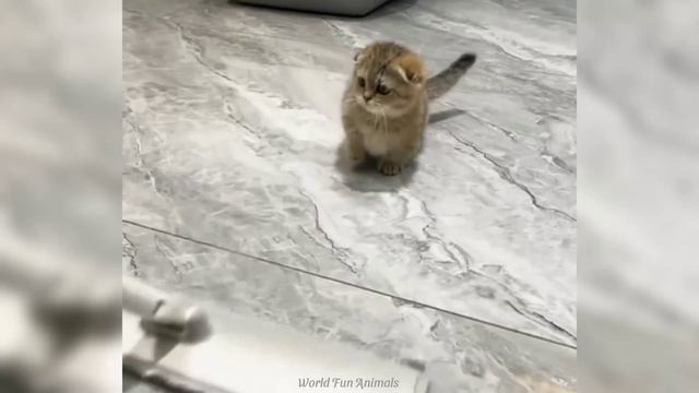 Забавные животные №45