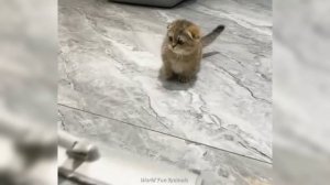 Забавные животные №45