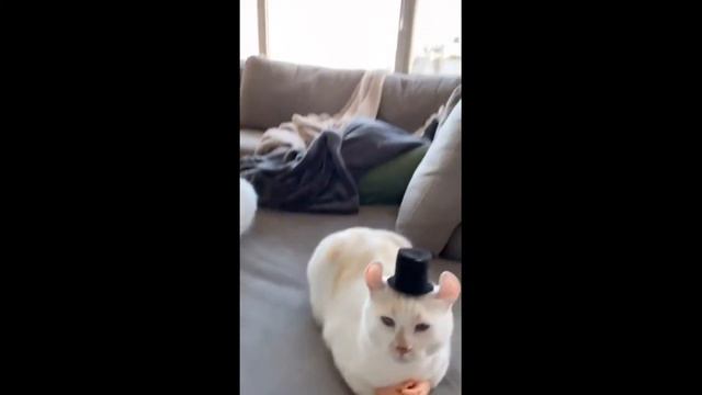 Подборка смешных видео котиков 2022. Смеялся до слез. OMG vidoes. смотреть онлайн