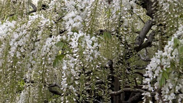 Ashikaga Flower park, Japan смотреть онлайн
