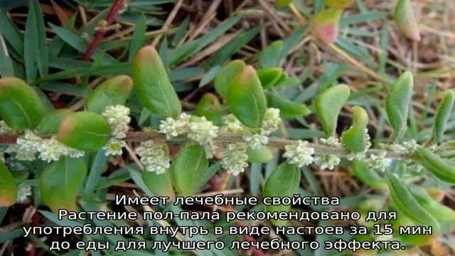 Эрва шерстистая трава: описание, полезные свойства смотреть онлайн