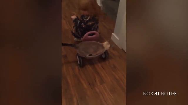 Попробуй не рассмеяться Челлендж - Подборка смешных и милых видео с кошками смотреть онлайн