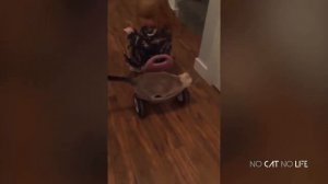 Попробуй не рассмеяться Челлендж - Подборка смешных и милых видео с кошками