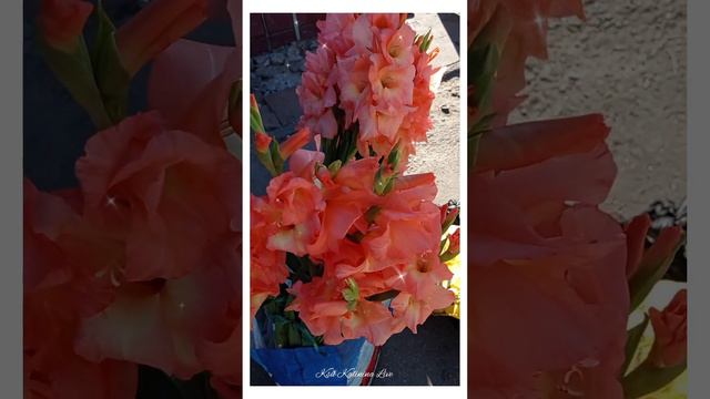 💮 КОРАЛЛОВЫЕ ГЛАДИОЛУСЫ ~ CORAL GLADIOLI