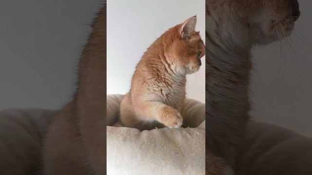 British shorthair cat Black golden shell смотреть онлайн