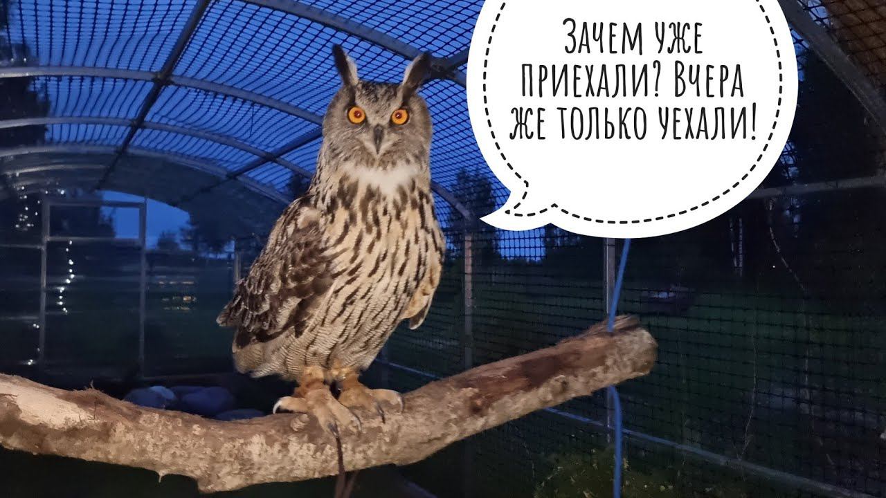 Вернулись с Рептилиума в деревню. Пёс Кубик рад, сова Ёль качается и УГУ. Пикап чуть не лопнул!